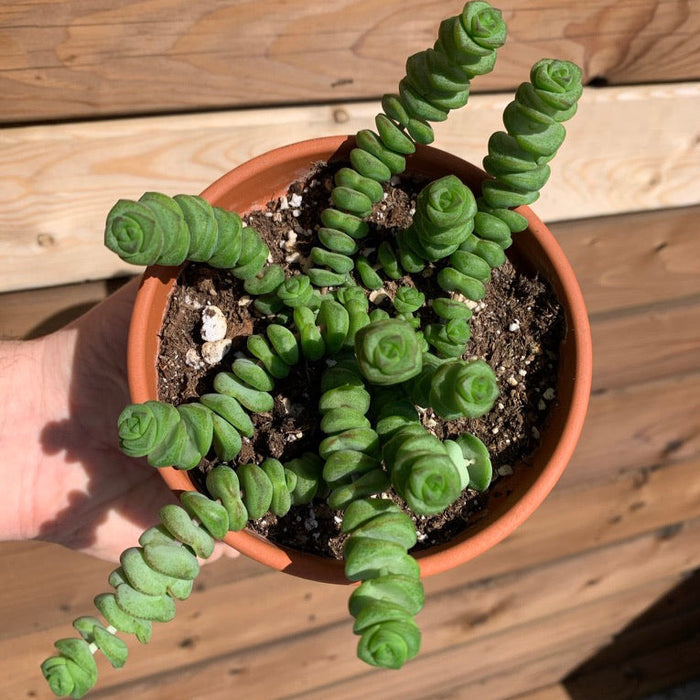 Crassula Marnieriana - Cactus en ligne