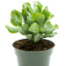 Crassula arborescens ondulatifolia 4" - Cactus en ligne