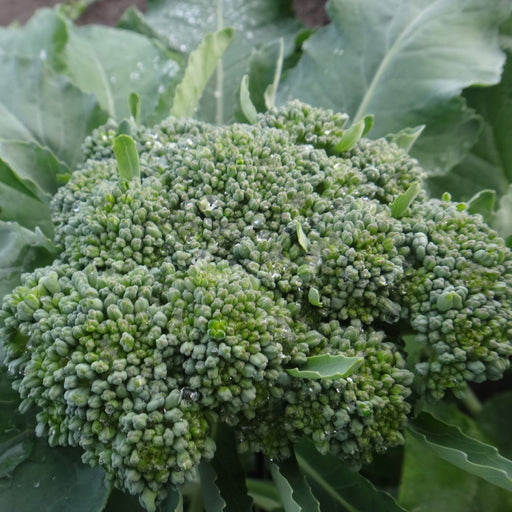 Broccoli De Cicco - Cactus en ligne