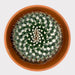 Mammillaria Nejapensis - Cactus en ligne