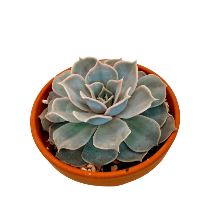 ghost echeveria succulent Echeveria Ghost — Cactus en Ligne