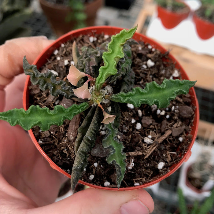 Euphorbia decaryi 2.5" - Cactus en ligne