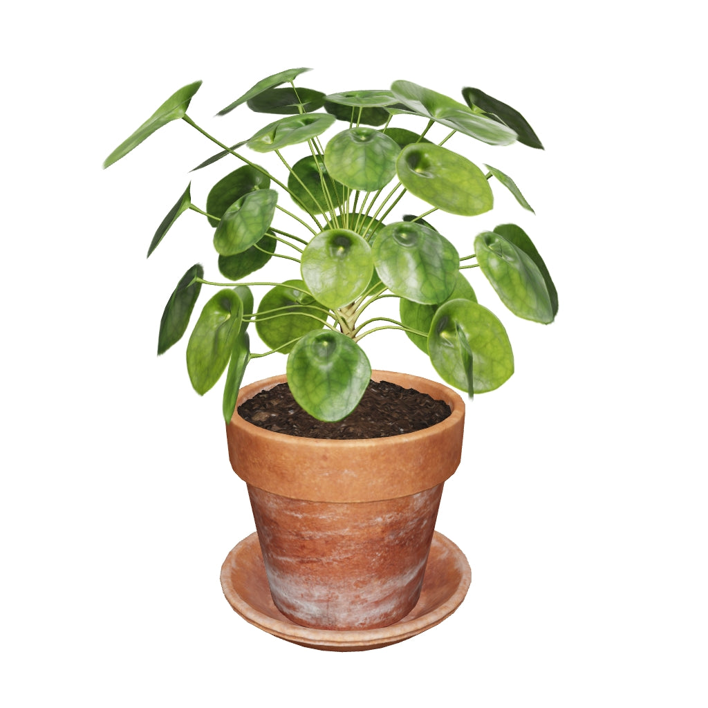 "[FREE] Pilea Peperomioides Terracotta pot" (https://skfb.ly/oDsOo) by AllQuad is licensed under Creative Commons Attribution (http://creativecommons.org/licenses/by/4.0/).