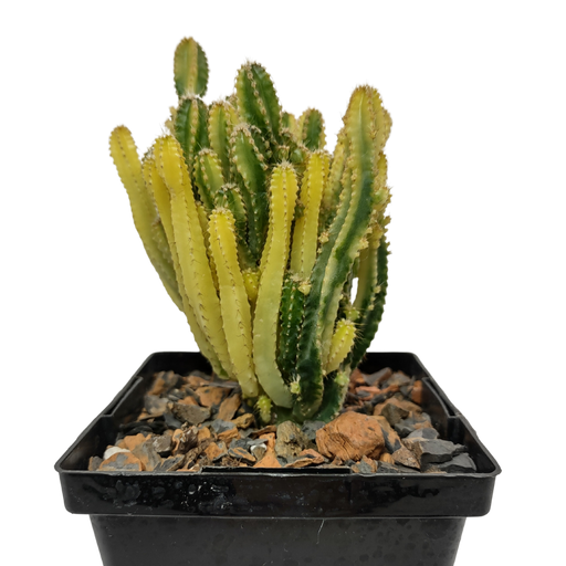 Cereus Florida Fairy Castle variegata - Cactus en ligne