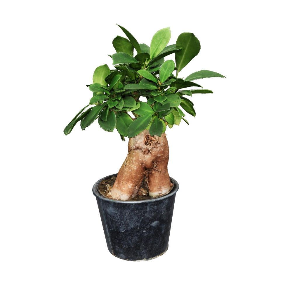 "Ficus ginseng" (https://skfb.ly/6WYow) by Lassi Kaukonen is licensed under Creative Commons Attribution (http://creativecommons.org/licenses/by/4.0/).
