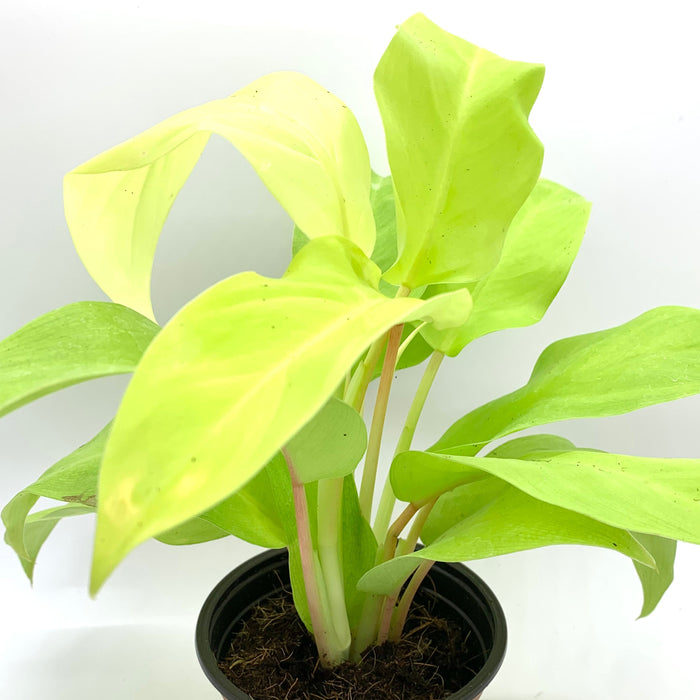 philodendron lemon lime watering Philodendron Lemon Lime — Cactus en Ligne