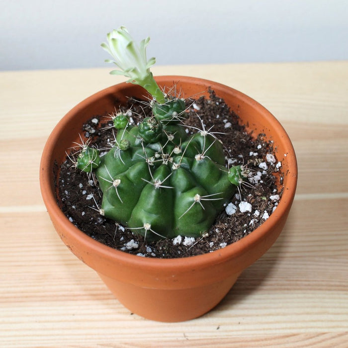 Gymnocalycium Damsii 4'' - Cactus en ligne