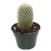Mammillaria Pringlei 4'' - Cactus en ligne