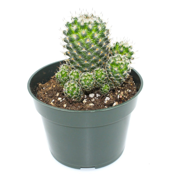 Mammillaria Albata 4'' - Cactus en ligne