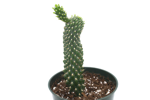 Opuntia Fulgida 4'' - Cactus en ligne