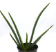 Aloe Vera 4'' - Cactus en ligne