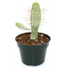 Euphorbia Mammillaris Variegata 4'' - Cactus en ligne