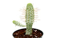 Euphorbia Mammillaris Variegata 4'' - Cactus en ligne