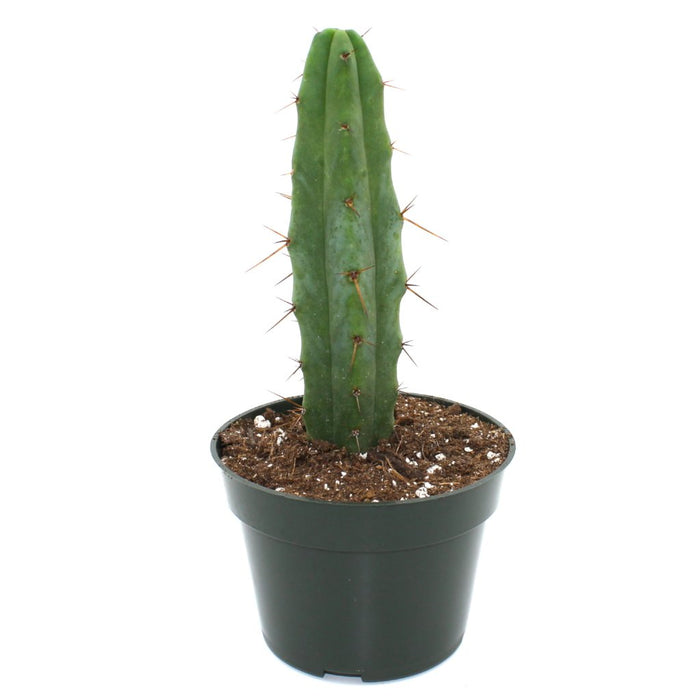 Trichocereus Bridgesii 4'' - Cactus en ligne