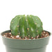 Echinopsis Oxygona 4'' - Cactus en ligne