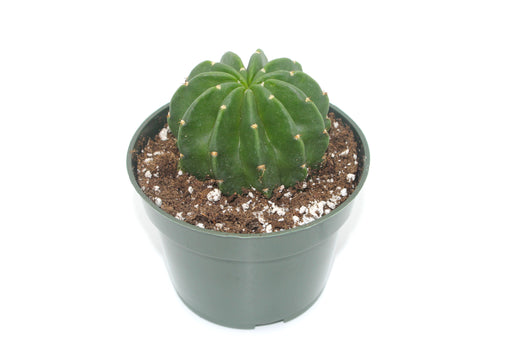Echinopsis Oxygona 4'' - Cactus en ligne