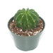 Echinopsis Oxygona 4'' - Cactus en ligne