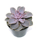 Echeveria Perle Von Nurnberg 4'' - Cactus en ligne