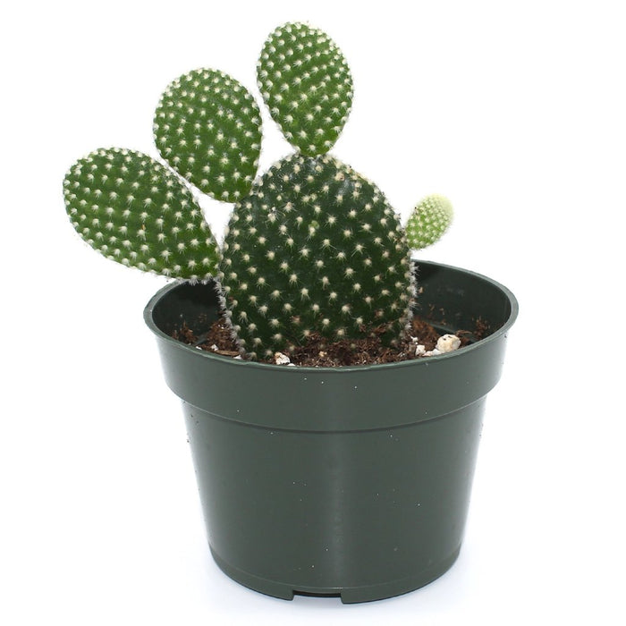 Opuntia Microdasys White Dots 4'' - Cactus en ligne