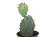 Opuntia Gosseliniana 4'' - Cactus en ligne