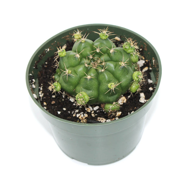 Gymnocalycium Damsii — Cactus en Ligne