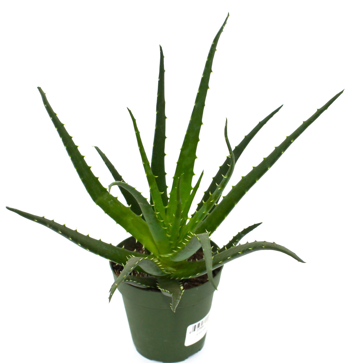 aloe small Crocodile Plant 'Aloe brevifolia' 4