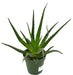 Aloe Longistyla 4'' - Cactus en ligne