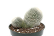 Rebutia Muscula 4'' - Cactus en ligne