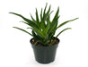 Aloe Ciliaris 4'' - Cactus en ligne
