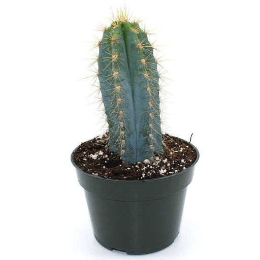 Vaporisateur de plante - Bleu — Cactus en Ligne