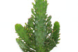 Opuntia Monacantha 4'' - Cactus en ligne