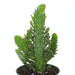 Opuntia Monacantha 4'' - Cactus en ligne