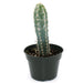 Cereus Espostoa 4'' - Cactus en ligne