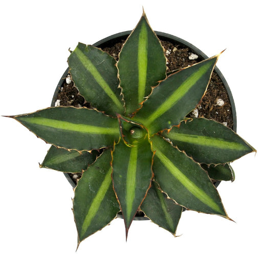 Agave Lophantha 4'' - Cactus en ligne