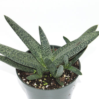 Gasteria Maculata 4'' - Cactus en ligne