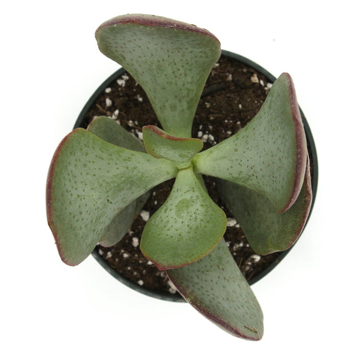Crassula Arborescens 4'' - Cactus en ligne