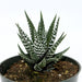 Haworthia Fasciata 4'' - Cactus en ligne