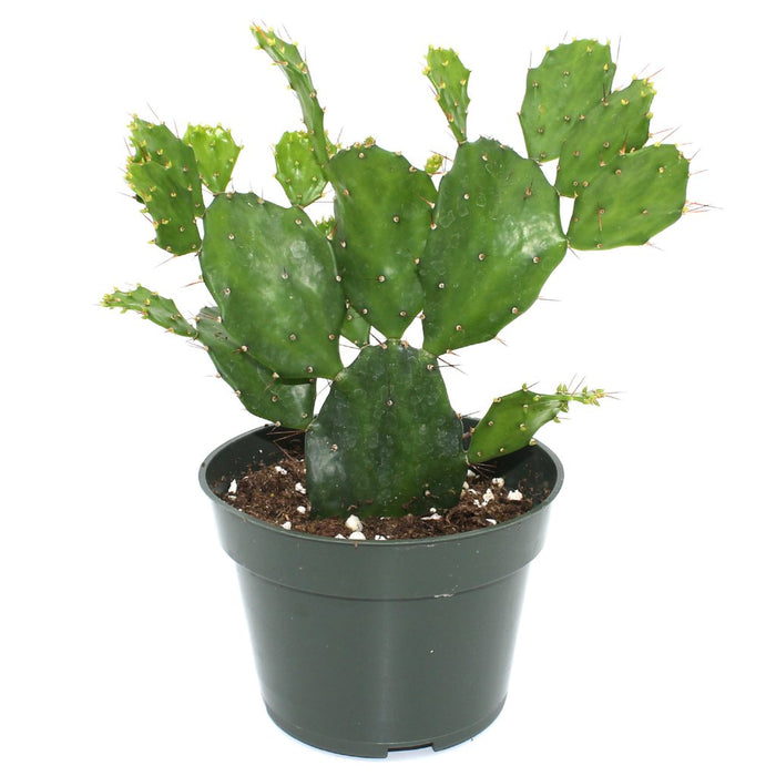Opuntia Brasiliensis 4" - Cactus en ligne