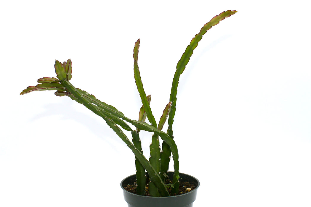 Lepismium Cruciforme 4'' - Cactus en ligne