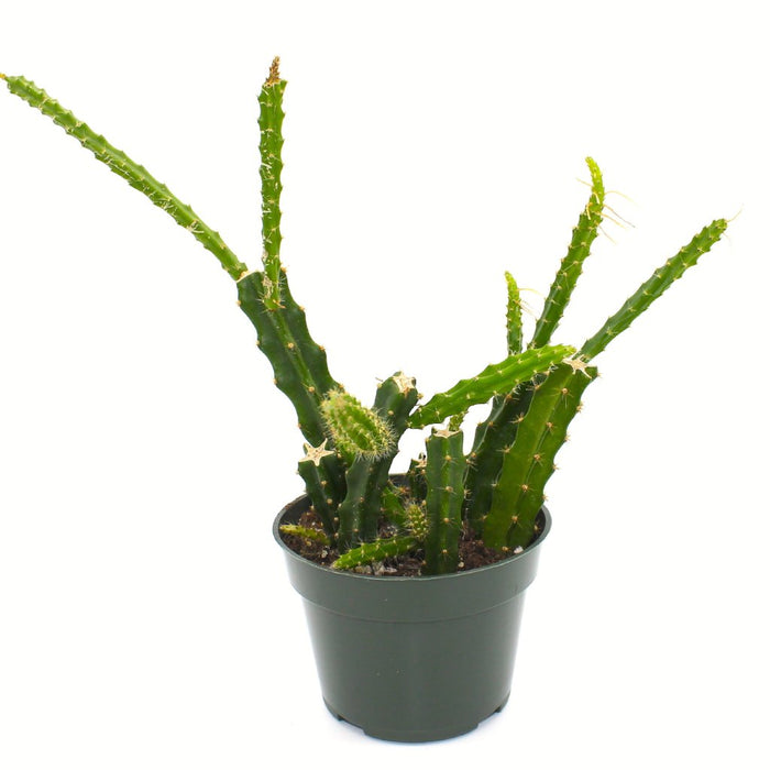Aporophyllum 4'' - Cactus en ligne