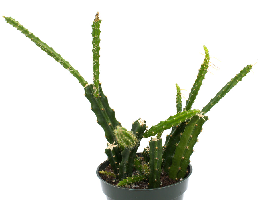 Aporophyllum 4'' - Cactus en ligne