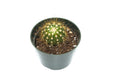 Buiningia Brevicylindrica 4'' - Cactus en ligne