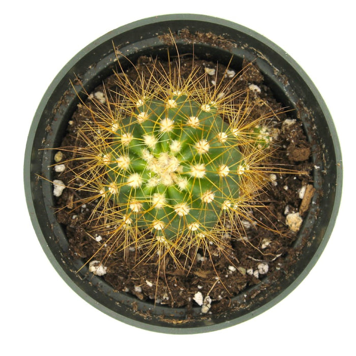 Buiningia Brevicylindrica 4'' - Cactus en ligne