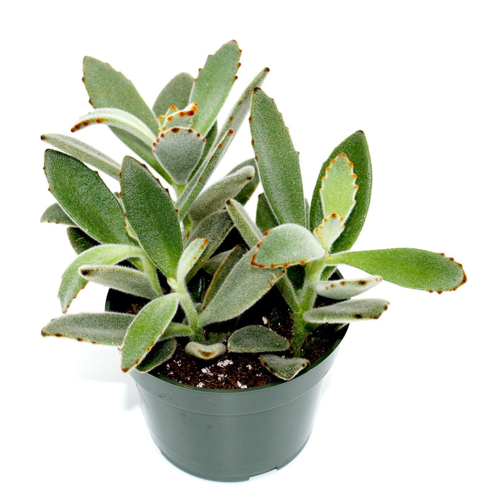 Kalanchoe Tomentosa 4'' - Cactus en ligne