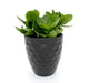 Anthrazit Black Planter 4'' - Cactus en ligne