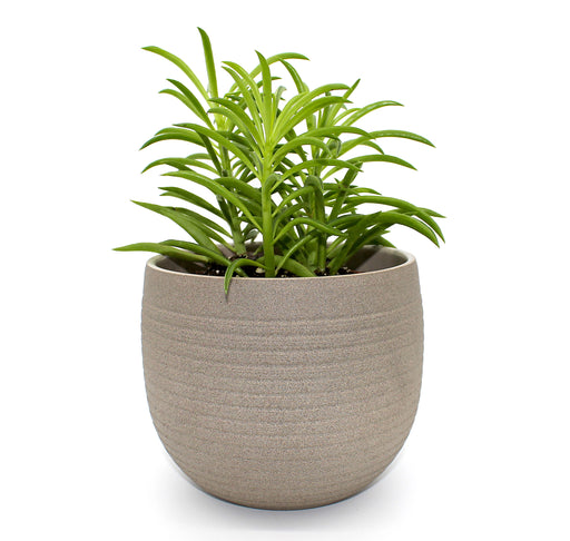 Linara Light Grey Planter 5.5'' [PREORDER] - Cactus en ligne