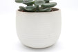 Linara Cream Planter 5.5'' [PREORDER] - Cactus en ligne