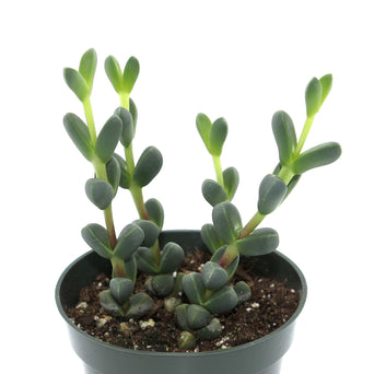 Delosperma Lehmannii 4'' - Cactus en ligne
