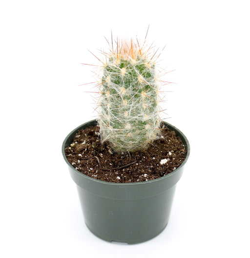 Oreocereus Celsianus 4'' - Cactus en ligne