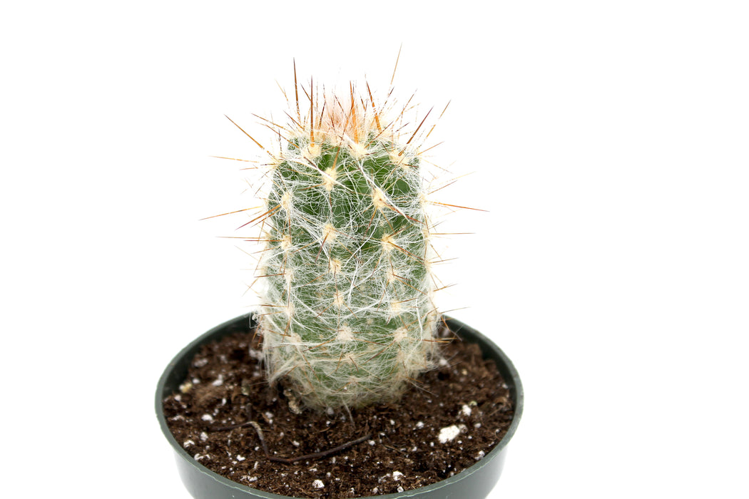 Oreocereus Celsianus 4'' - Cactus en ligne